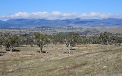 The battle for Central Molonglo – endangered grassy woodlands worth protecting
