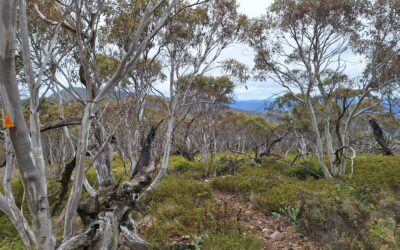 Conservation Council of the ACT Submission on the draft ACT Nature Conservation Strategy