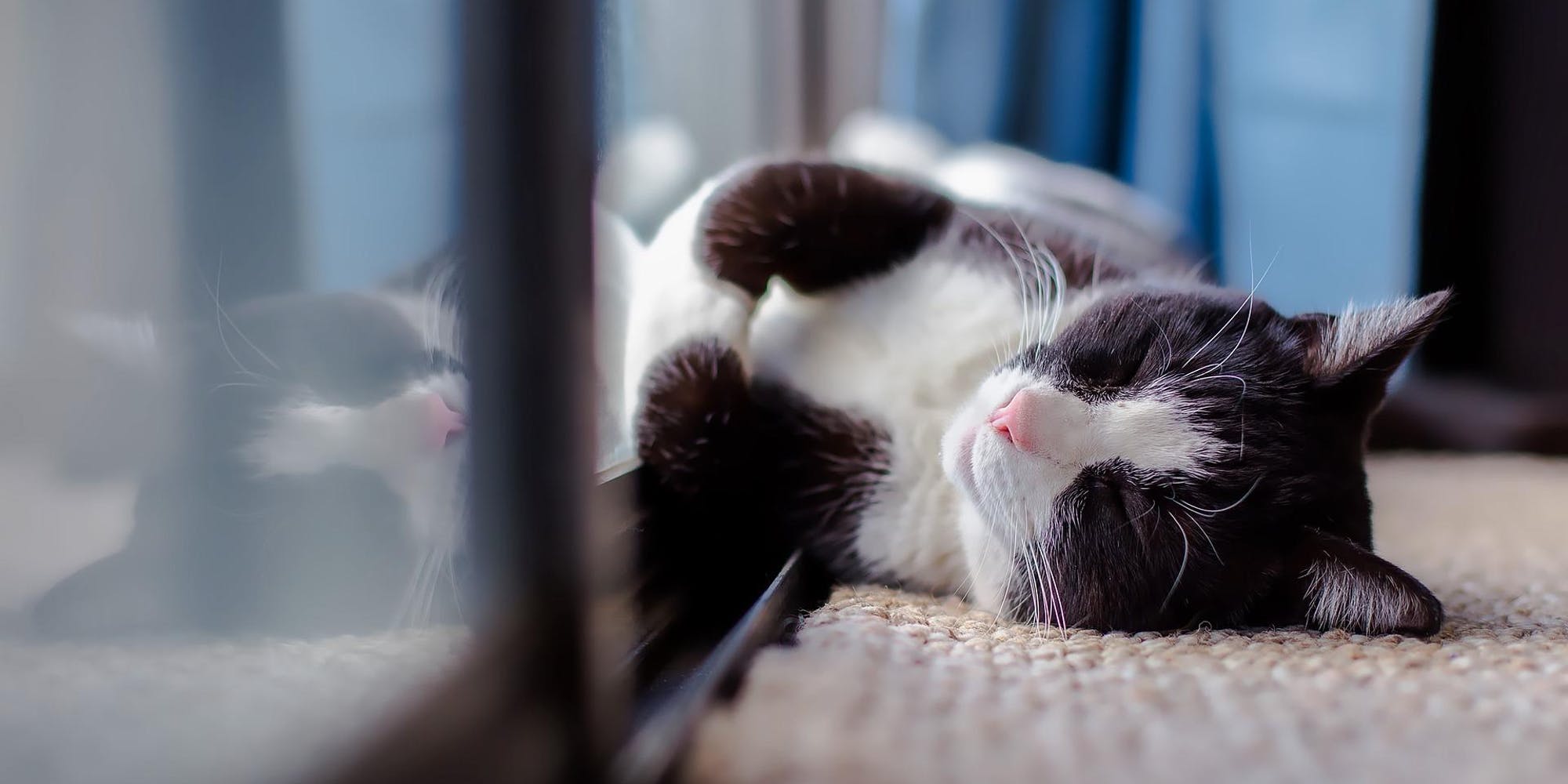 Why we need cat containment Conservation Council ACT Region