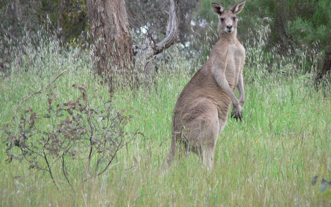 Proposed kangaroo management changes