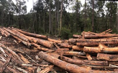 Welcoming the phase out of Wood Heaters in the ACT for nature, climate and health