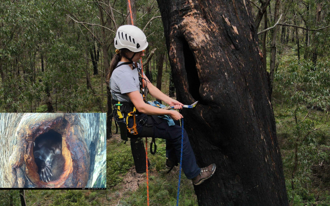 Can artificially carved hollows effectively restore habitat for endangered greater gliders? A talk by Dr. Ana Gracanin