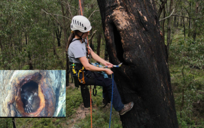 Can artificially carved hollows effectively restore habitat for endangered greater gliders? A talk by Dr. Ana Gracanin