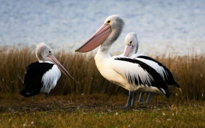 H5 Bird Flu threatens Murray-Darling devastation: Emergency response needed to avoid catastrophic loss of Australian waterbirds