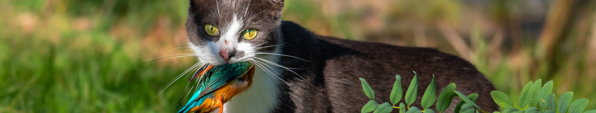 CAT CONTAINMENT 2560x614