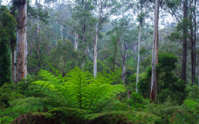 Federal Budget: funding prioritises “dangerous” devolution of federal environmental decision-making to states and territories over nature protection