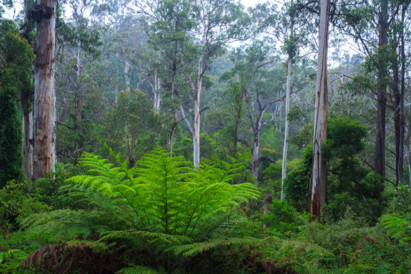 South East NSW Forest