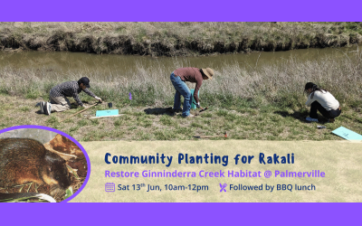 Community Planting for Rakali – Sat 13th June 2026, 10am-12pm