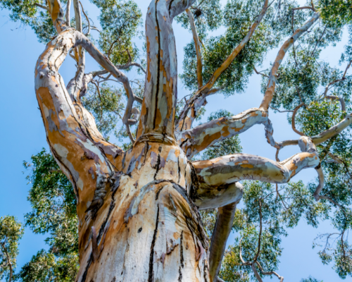 Why mature trees have special value in the ACT’s environment