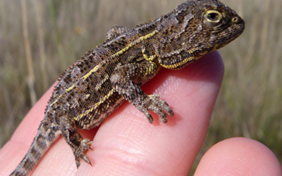 Join the urgent last stand for the Canberra Grassland Earless Dragon