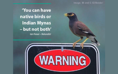 Indian Mynas – a Major Problem: but there can be hope