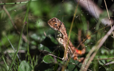 Conservation Council ACT and Friends of Grasslands welcome ACT funding for Canberra Grassland Earless Dragon