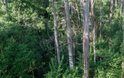 EPBC reform package – the State and Territory Conservation Council’s call to strengthen nature protection