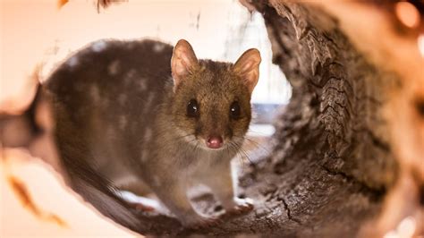 Eastern Quoll
