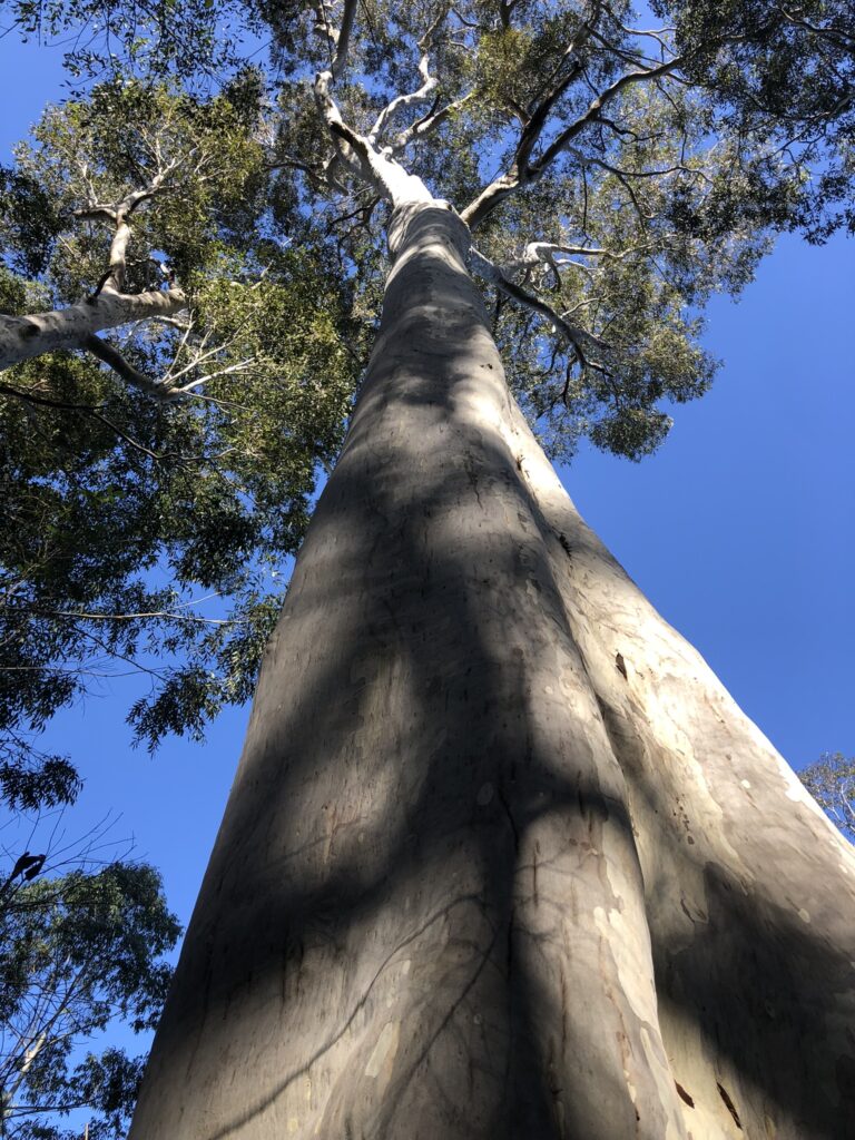 Giant at risk in Cpt 66 South Brooman - trunk