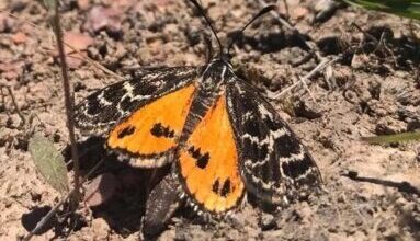 Golden Sun Moth