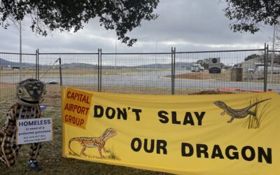 Australian Labor Government approves northern airport road, destroying vital habitat of Canberra’s very own lizard