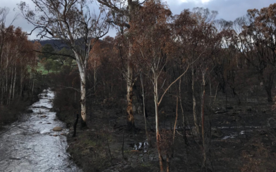 Recovery for Namadgi National Park