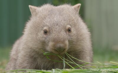A win for wombats in the ACT!