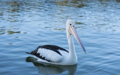 Murray-Darling Conservation Alliance: Alarm grows as Bird Flu hits the Murray-Darling Basin