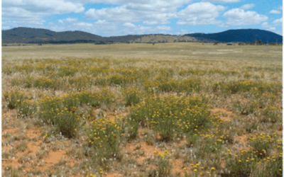 The New Nature Conservation Strategy will be an opportunity to fix Canberra’s biodiversity crisis