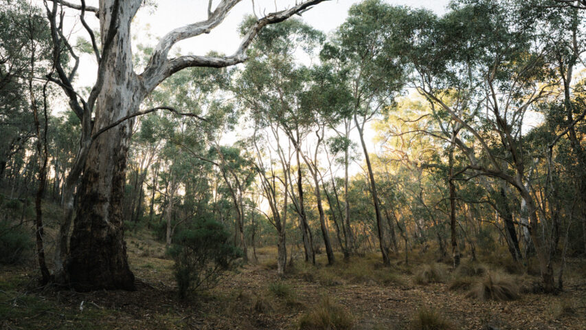 Open Woodland