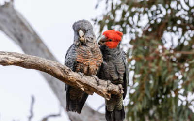 A simple way to protect our native mammals, birds and reptiles