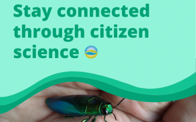 Stay connected through citizen science
