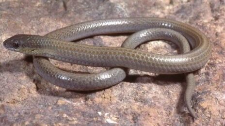 Striped Legless Lizard