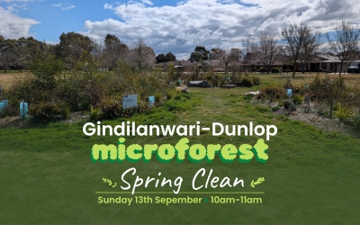 Gindilanwari-Dunlop Microforest Spring Clean – 13th Sept, 10am-11am