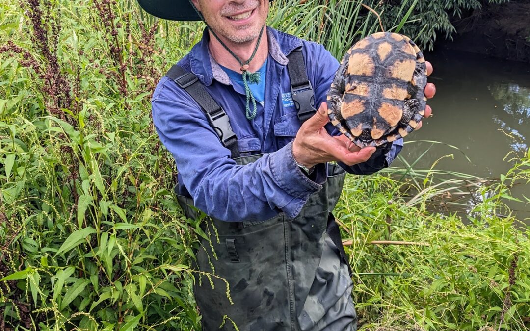 Turtles, monitoring, and citizen science. A talk by Bruno de Oliveira Ferronato