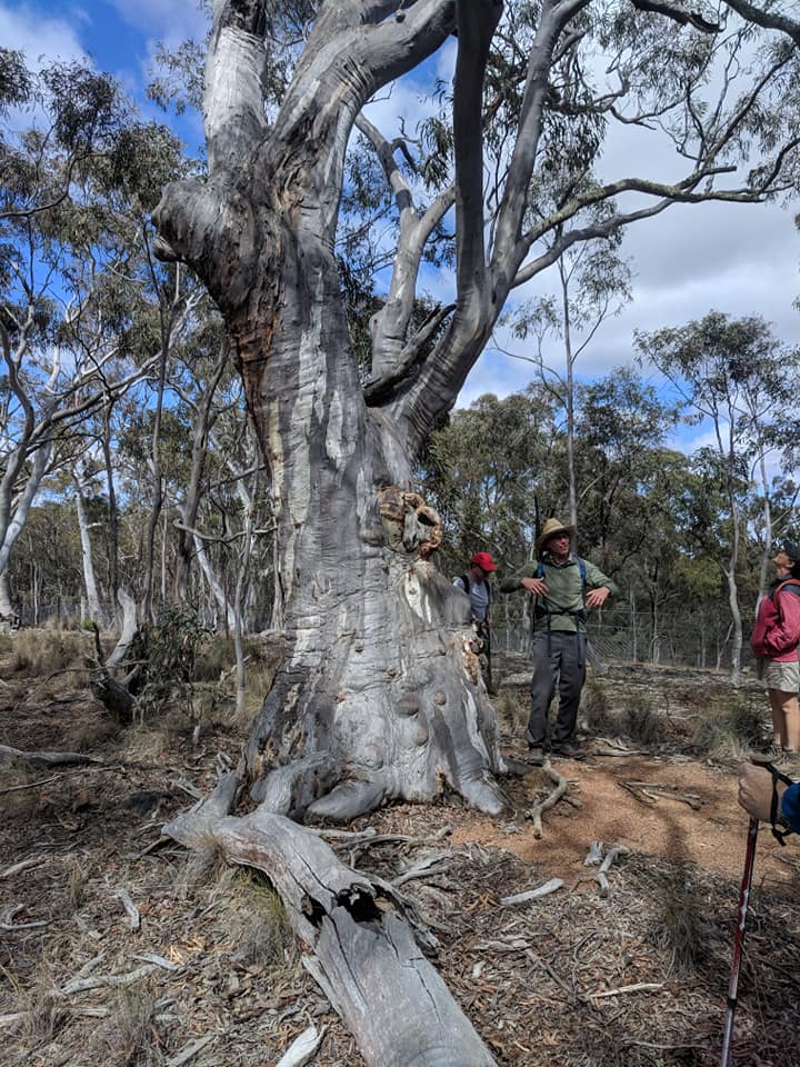 Mature Native Trees: Pillars Of Biodiversity - Conservation Council Act 