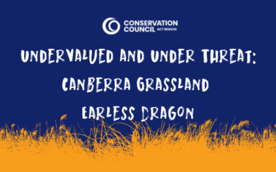 Undervalued and Under Threat: Canberra Grassland Earless Dragon