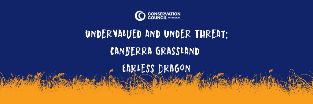 Undervalued and Under Threat: Canberra Grassland Earless Dragon