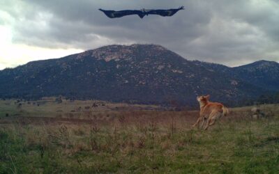 Waragul (Dingo) to be culled as part of ACT Government’s aerial shooting program
