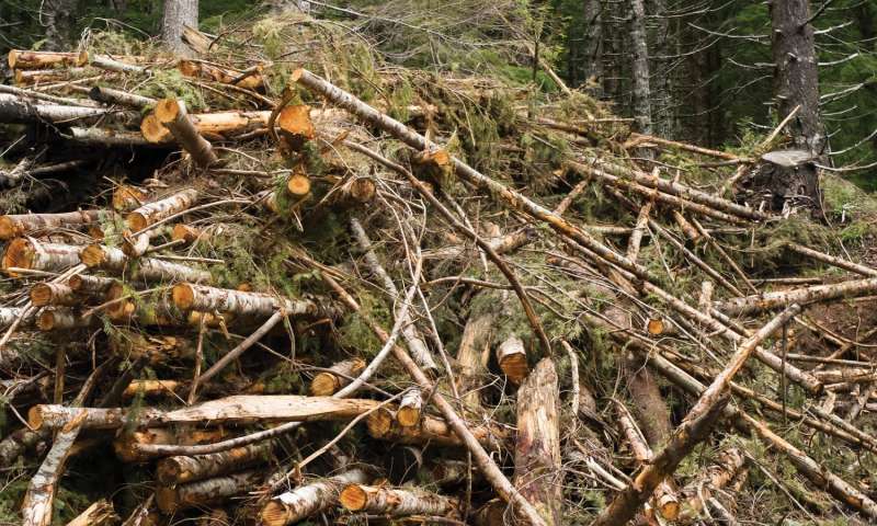 Burning forest biomass is not carbon neutral