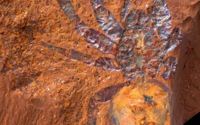 Extraordinarily detailed fossil preservation in nanophase goethite. A talk by Michael Frese.