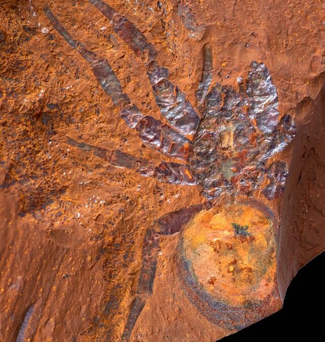 Extraordinarily detailed fossil preservation in nanophase goethite. A talk by Michael Frese.