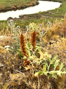 Nature in the south of France. A talk by Rainer Rehwinkel