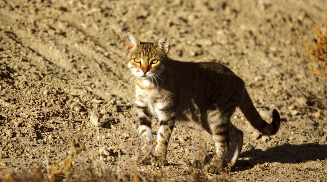 Cat-astrophe: Cats Found to be the Most Costly Invasive Species in Australia and the ACT