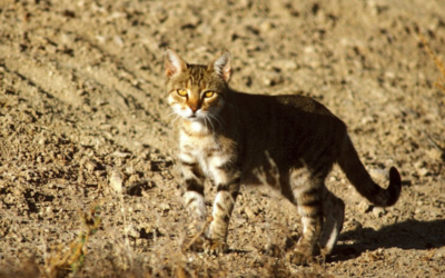 Cat-astrophe: Cats Found to be the Most Costly Invasive Species in Australia and the ACT