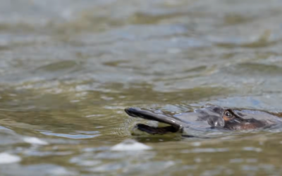 Platypus: Our Quiet Neighbours in the Western Edge
