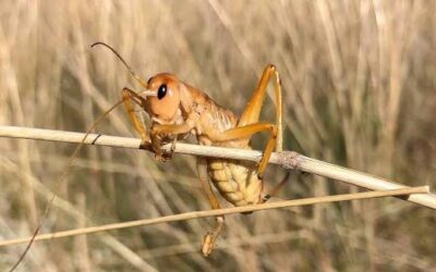 Have you heard of Canberra’s rarest insects? They need your help.