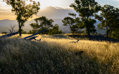 New environment laws fall short: gains for nature could be undermined by handing powers to the states