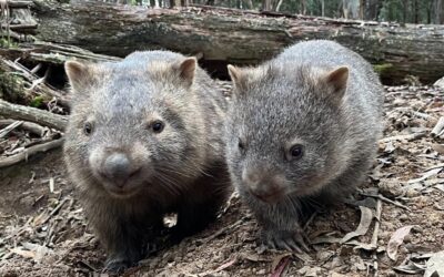 Conservation Council ACT Calls for Evidence-Based, Non-Lethal Wombat Management