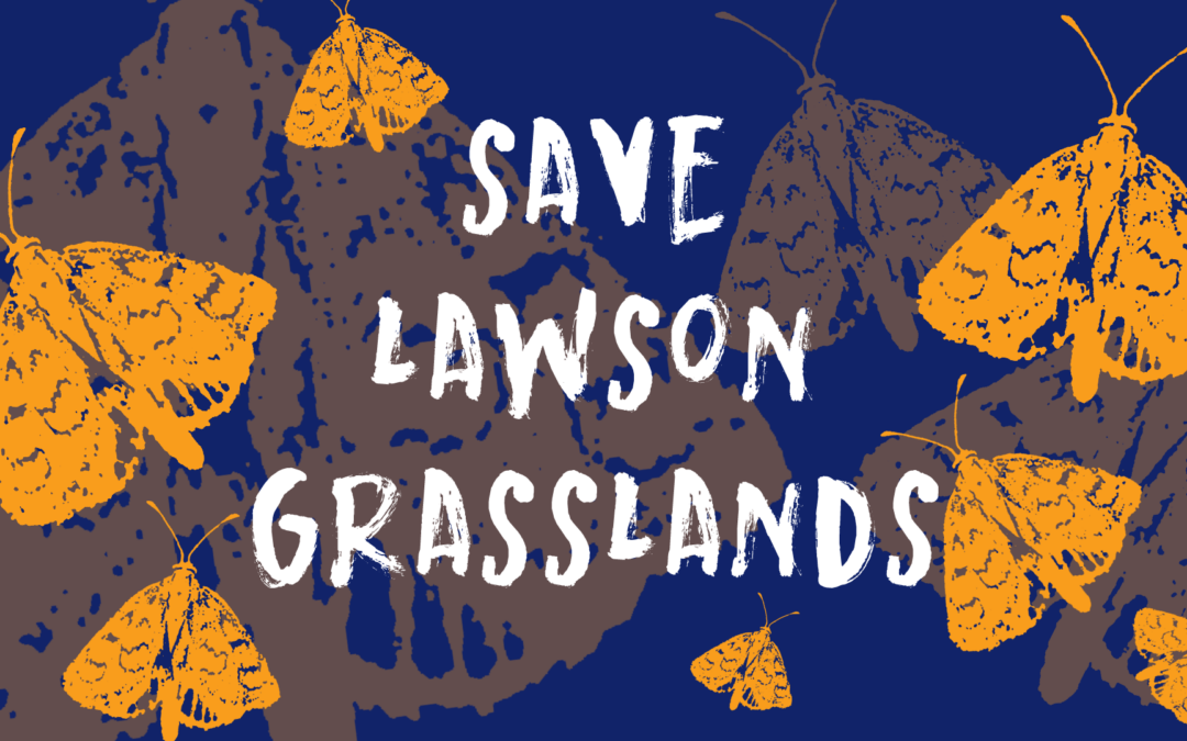 Call on Federal candidates to protect Lawson grasslands
