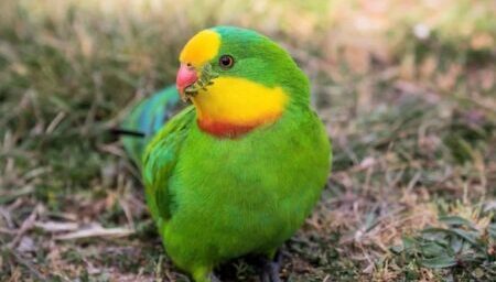 Superb Parrot