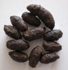 Gula scats